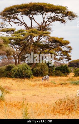 Una mandria di zebre che pascolano sotto un albero di Acacia Umbrella Thorn nel Parco Nazionale di Amboseli in Kenya Foto Stock