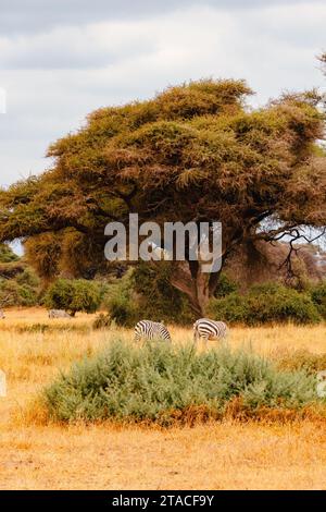 Una mandria di zebre che pascolano sotto un albero di Acacia Umbrella Thorn nel Parco Nazionale di Amboseli in Kenya Foto Stock