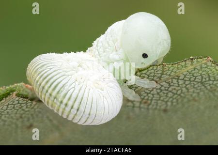 Cimbex femoratus Sawfly larva su foglia di betulla. Tipperary, Irlanda Foto Stock