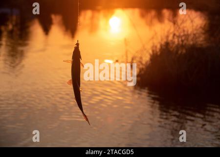 Roach. Gioco d'azzardo e pesca sul fiume di sera. Pesce pescato al tramonto Foto Stock