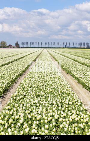 File di tulipani bianchi fioriti in un campo con alberi all'orizzonte in una giornata di sole durante la primavera sull'isola di Goeree-Overflakkee nel Netherlan Foto Stock