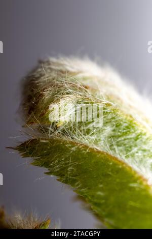 Fenologia vegetale, l'alchimia della primavera. Cenere di montagna europea (Sorbus aucuparia) bocciolo vegetativo. Frondescence, budbreak in primavera. Foglia pubescente Foto Stock