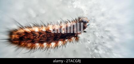 Falena invernale Caterpillar (Agrotis segetum) che migra su ghiaccio, resistenza al freddo. Ultra macro Foto Stock