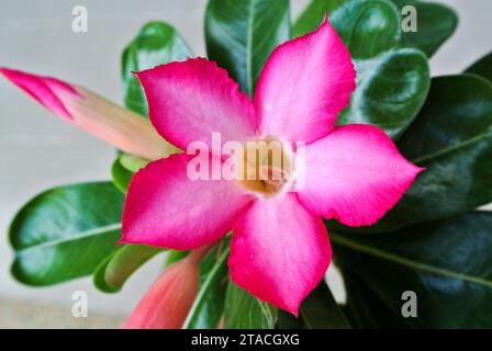 Adenium o Desert Rose. Un piccolo albero succulento originario dell'Africa e dell'Arabia, ama la luce del sole e l'elevata tolleranza alla siccità. Foto Stock