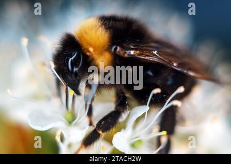 Bumblebee raccoglie il nettare dai fiori di primavera bianchi, sembra un maschio Bombus soroensis. Primo piano estremo Foto Stock