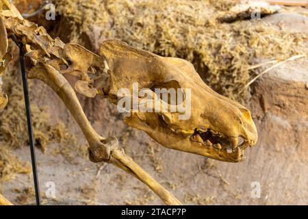 Dettaglio del cranio di un terribile Wolf, Canis dirus, nel USU Eastern Prehistoric Museum di Price, Utah. Il terribile Wolf era la più grande specie di cane Foto Stock