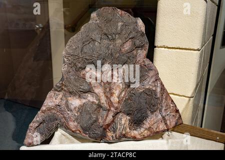 Crinoidi fossilizzati in pietra nel USU Eastern Prehistoric Museum di Price, Utah. Foto Stock