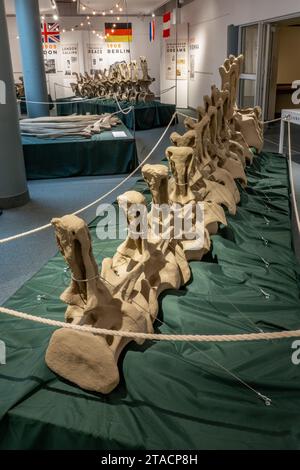 Calchi di vertebre di Diplodocus carnegii, un grande sauropode, nel USU Eastern Prehistoric Museum di Price, Utah. Foto Stock