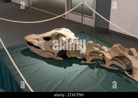 Calco del cranio di Diplodocus carnegii, un grande sauropode, nel USU Eastern Prehistoric Museum di Price, Utah. Foto Stock