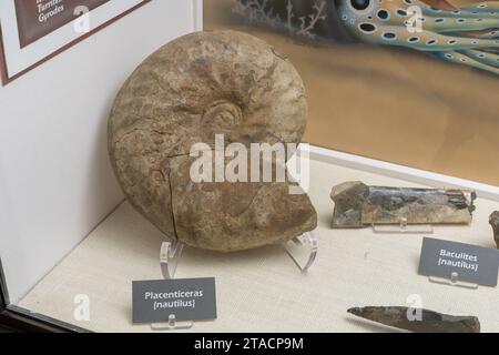 Un Placenticeras nautilus o un fossile di ammoniaca nel USU Eastern Prehistoric Museum di Price, Utah. Foto Stock