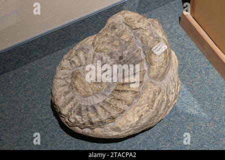 Un grande fossile di ammoniaca nel USU Eastern Prehistoric Museum di Price, Utah. Foto Stock