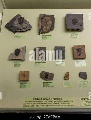 Fossili di trilobiti trovati nello Utah nel USU Eastern Prehistoric Museum di Price, Utah. Foto Stock