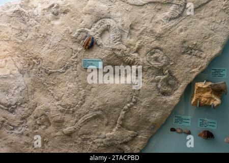 Fossile di tracce di trilobite che alimentano e tane nel USU Eastern Prehistoric Museum di Price, Utah. Foto Stock