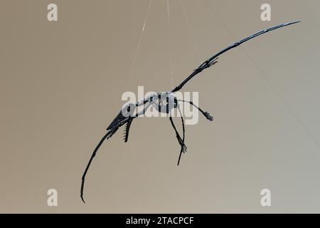 Scheletro di uno pterosauro volante nel USU Eastern Prehistoric Museum di Price, Utah. Foto Stock