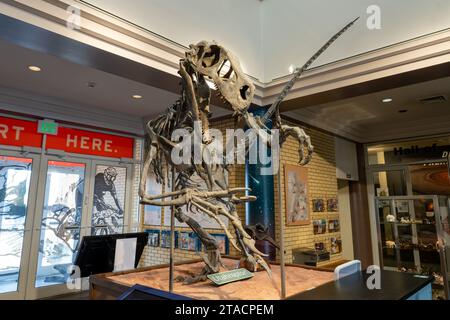 Scheletro dell'Utahraptor, Utahraptor ostrommaysi, nel USU Eastern Prehistoric Museum di Price, Utah. Foto Stock