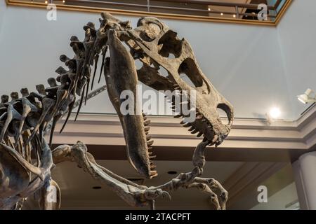 Scheletro dell'Utahraptor, Utahraptor ostrommaysi, nel USU Eastern Prehistoric Museum di Price, Utah. Foto Stock