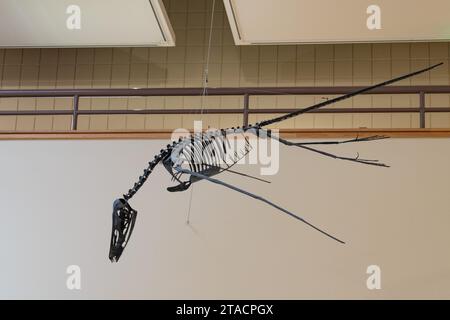 Scheletro di uno pterosauro volante nel USU Eastern Prehistoric Museum di Price, Utah. Foto Stock