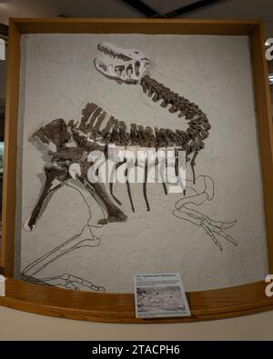 Scheletro di un allosaurus, Allosaurus fragilis, nel USU Eastern Prehistoric Museum di Price, Utah. Foto Stock