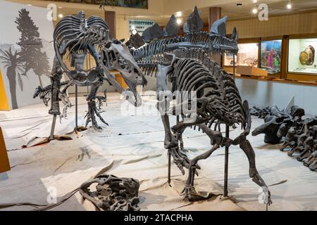 Scheletro di un allosaurus, a sinistra, a caccia di un camptosaurus nel USU Eastern Prehistoric Mmuseum a Price, Utah. Foto Stock