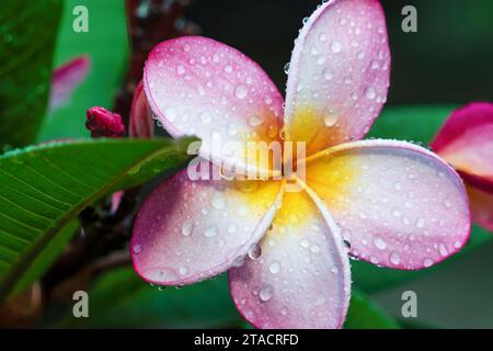 fiori di frangipani tropicali con rugiada mattutina dopo la pioggia, rosa Foto Stock