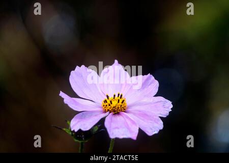 Primo piano di un singolo fiore di cosmo viola con un centro giallo luminoso in un giardino, circondato da vegetazione verde. Foto Stock