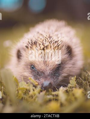 Trasforma il tuo giardino in un paradiso di bellezza selvaggia con questo incantevole ritratto del riccio europeo. Un'immersione nella natura rustica e nel fascino di questo Foto Stock