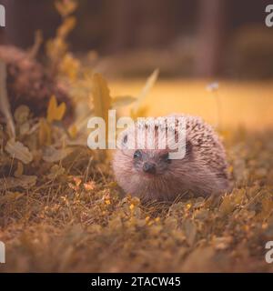 Trasforma il tuo giardino in un paradiso di bellezza selvaggia con questo incantevole ritratto del riccio europeo. Un'immersione nella natura rustica e nel fascino di questo Foto Stock