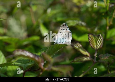 Una grande farfalla blu (Phengaris arion) si riscalda la mattina presto a fine giugno in una riserva naturale nel Somerset, in Inghilterra Foto Stock