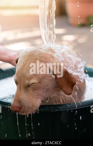 Versare acqua sul cucciolo di labrador nella vasca da bagno, vista ravvicinata Foto Stock