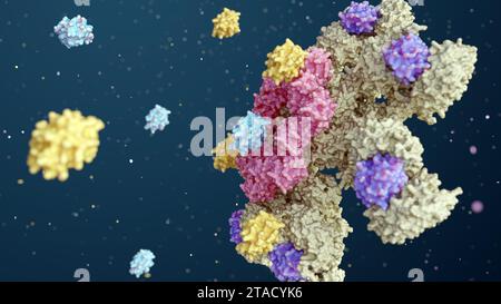 Il rendering 3d di caspase-9 viene attivato sul complesso apoptosomico e caspase-9 attiva caspase-3 Foto Stock