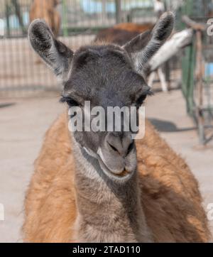 Animali buffi. Llama. Lama. Fotografia dello zoo. Momento divertente. Primo piano. Ritratto Foto Stock