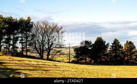 Dundee, Tayside, Scozia, Regno Unito. 30 novembre 2023. Tempo nel Regno Unito: Nella zona rurale di Dundee, il sole invernale con il clima mite crea spettacolari panorami sulle Sidlaw Hills e sulla Strathmore Valley. Crediti: Dundee Photographics/Alamy Live News Foto Stock