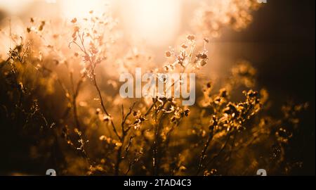 I fiori secchi e asciutti in autunno sono illuminati dai raggi del sole che sorge in una mattina nebbiosa. Informazioni generali sull'impianto. Natura in autunno. Ramoscelli. Foto Stock