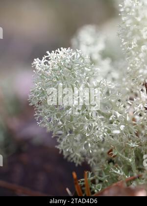 Cladonia arbuscula, comunemente noto come muschio di renna, coppa di arbusti lichen o lichen verde di renna Foto Stock