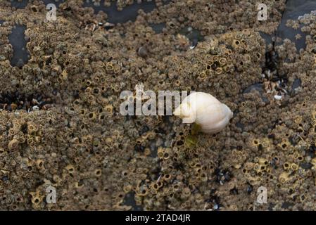 Dogcucito in cima alla roccia ricoperta di barnaccoli Foto Stock