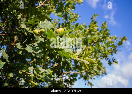 Ramo di quercia su foglie verdi e ghiande di inizio autunno Foto Stock