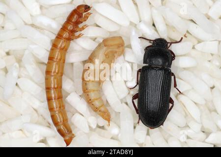 Verme giallo Tenebrio molitor, disinfestante per conservazione Larva, pupa e coleottero adulto su chicchi di riso. Foto Stock