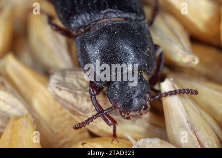 Scarabeo Darkling Tenebrio molitor scarabeo adulto su cereali. Primo piano sulla testa e sul pronome. Foto Stock