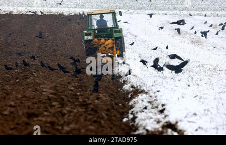 30 novembre 2023, Baden-Württemberg, Dürmentingen: Un contadino ara il suo campo innevato mentre corvi foraggiano cibo a terra foto: Thomas Warnack/dpa Foto Stock