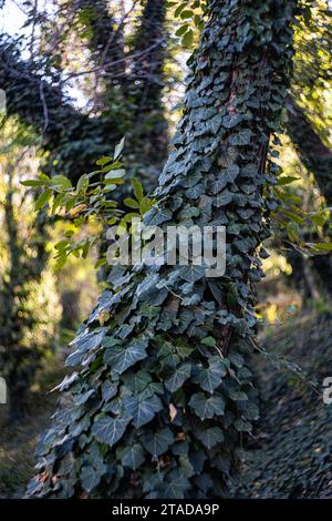 Albero ricoperto di foglie di edera verde nel parco autunnale Foto Stock