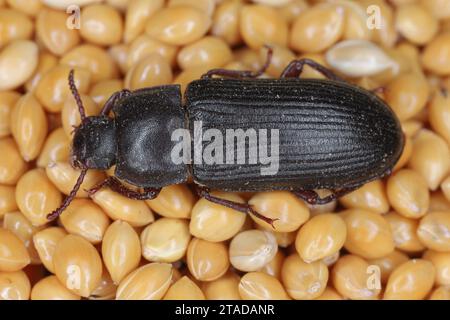 Verme giallo Tenebrio molitor, disinfestante per conservazione Coleottero adulto, su semi di miglio. Foto Stock