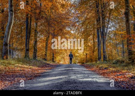 Uomo che cammina lungo Grand avenue a Savernake Forest, Wiltshire in autunno Foto Stock