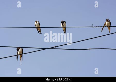 Rondini appollaiate su fili elettrici contro il cielo blu. Nord del Portogallo durante l'estate. Foto Stock