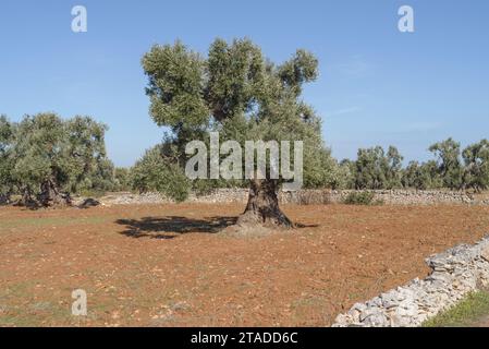 Boschetto di ulivi in Puglia, Italia Foto Stock