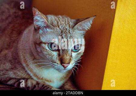 Primo piano in argento Blue Eyed Grey Tabby Cat Foto Stock