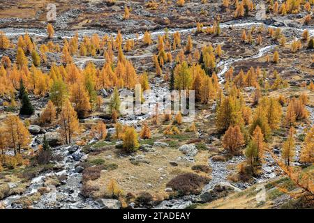 Alta vista di Fafleralp Vally in colori autunnali con larici dorati e tortuosi ruscelli dal ghiacciaio sulle alte montagne, Loetschental, Vallese, Sud-Ovest Foto Stock