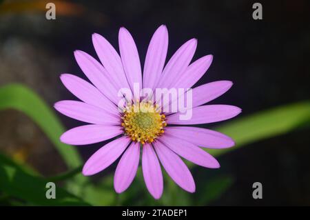 Single Lilac Coloured Osteospermum Jucundum (African Daisy) Fiore coltivato nei confini a RHS Bridgewater, Worsley, Salford, Greater Manchester, Eng Foto Stock