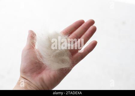 Concetto di spargimento di cani. Mano isolata che tiene i capelli del cane. Muta. Cura degli animali domestici Foto Stock