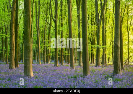Il sole in tarda serata in un bellissimo bosco di bluebell, West Woods, Wiltshire, Inghilterra. Primavera (maggio) 2022. Foto Stock