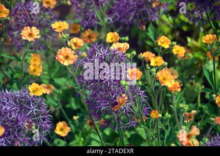 Geum 'Totally Tangerine' & Purple 'Allium' Flowers Grown in the Borders presso RHS Bridgewater, Worsley, Salford, Greater Manchester, Inghilterra, REGNO UNITO Foto Stock